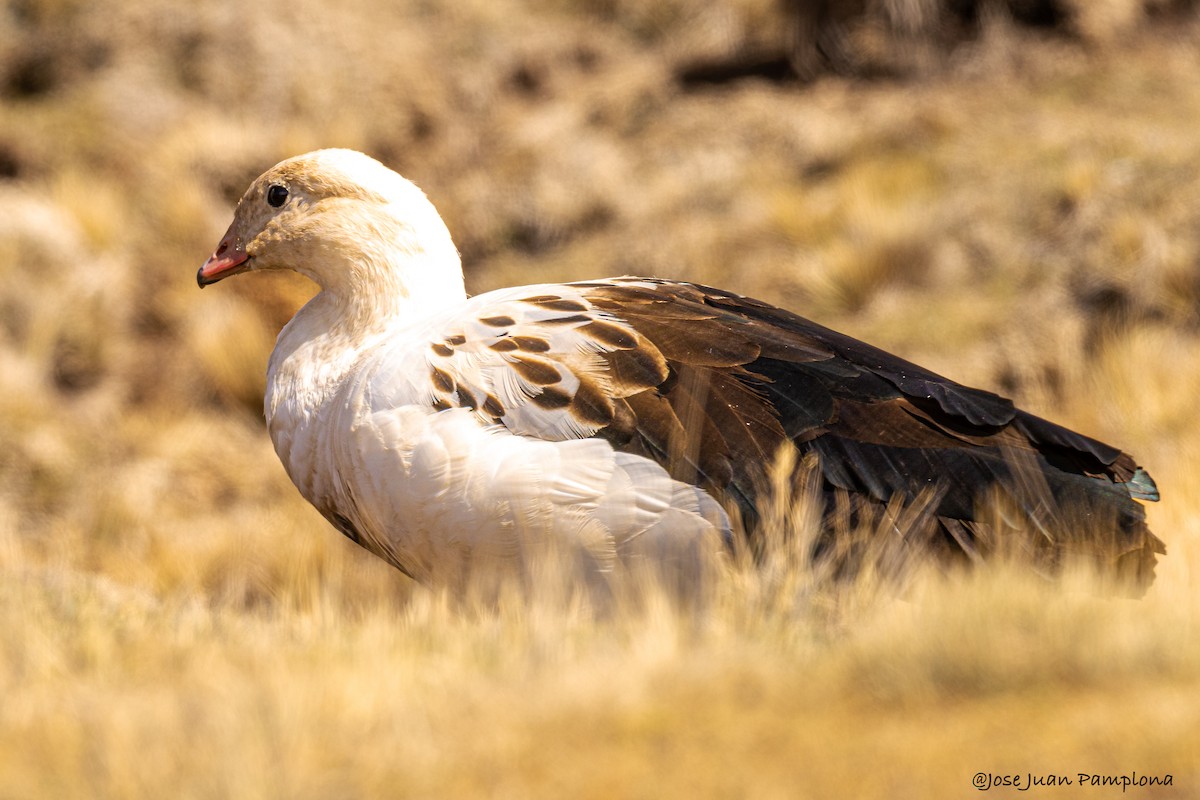 Andean Goose - Jose Juan Pamplona