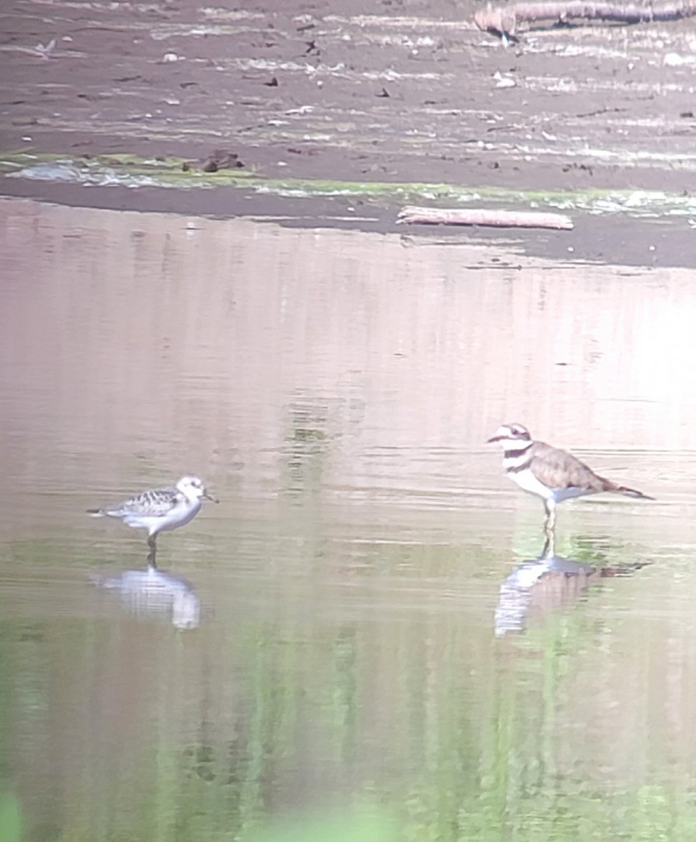 Bécasseau sanderling - ML608694991