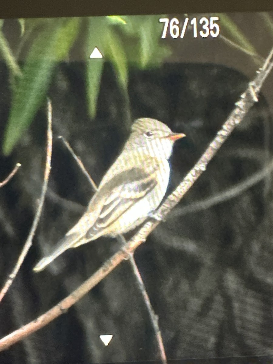 Willow Flycatcher - Dawn Kittner