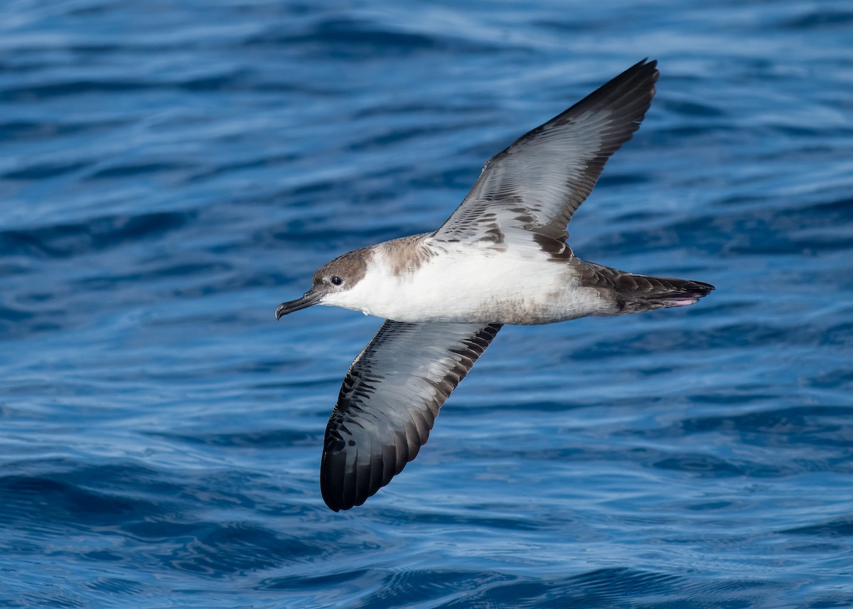 Puffin d'Audubon - ML608695190