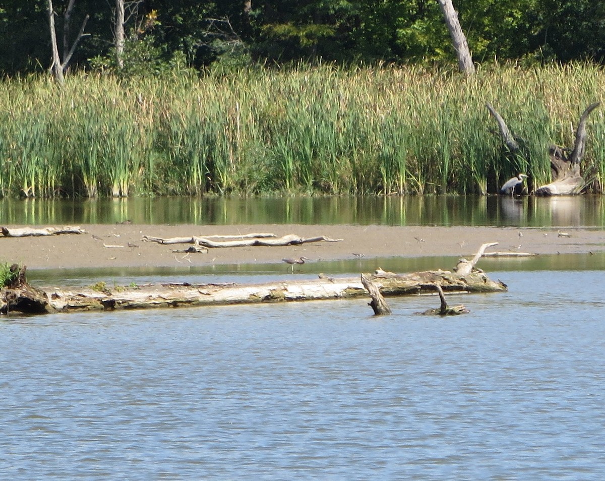 Tricolored Heron - ML608695295