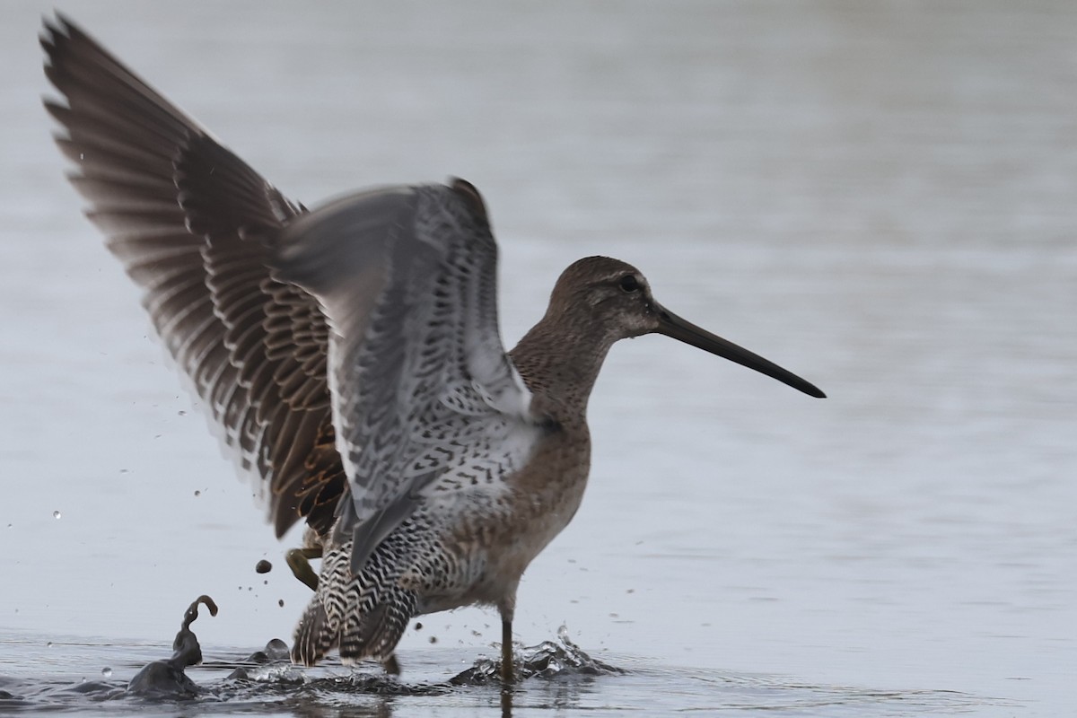 Long-billed Dowitcher - ML608695327
