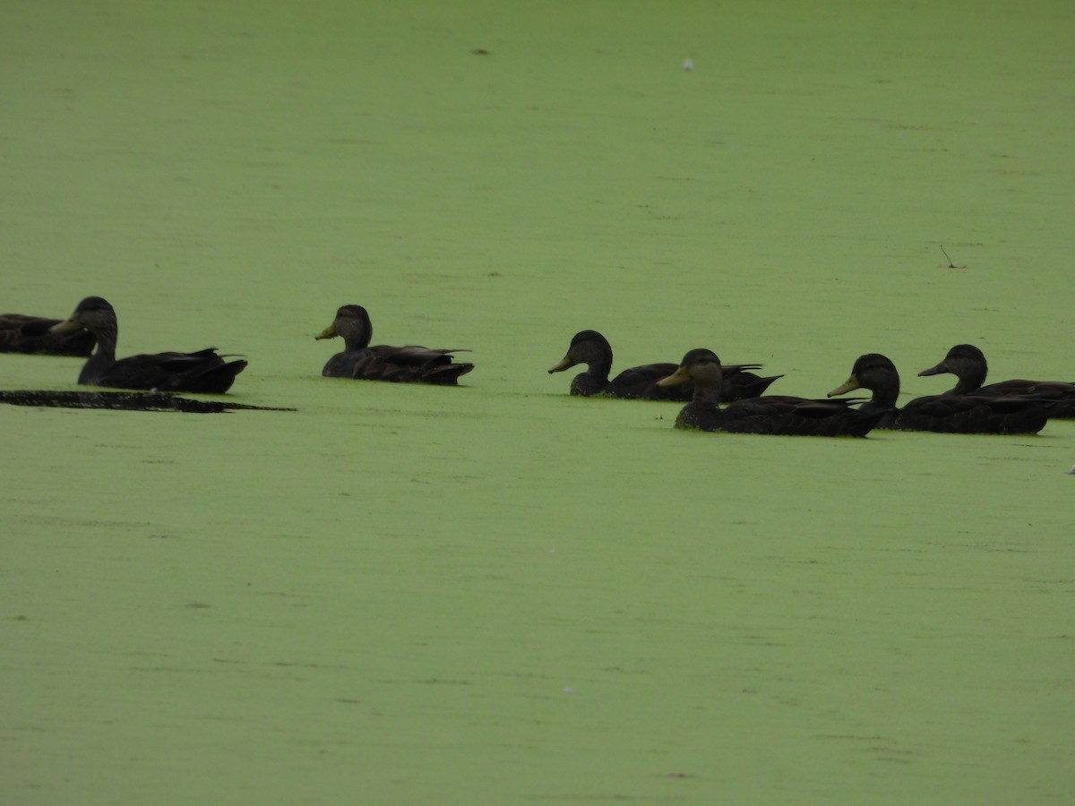 American Black Duck - Denis Provencher COHL