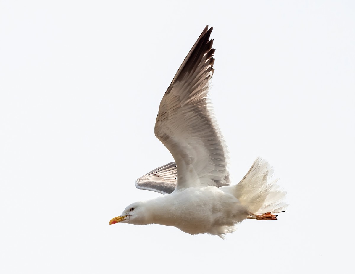 Lesser Black-backed Gull - ML608695560