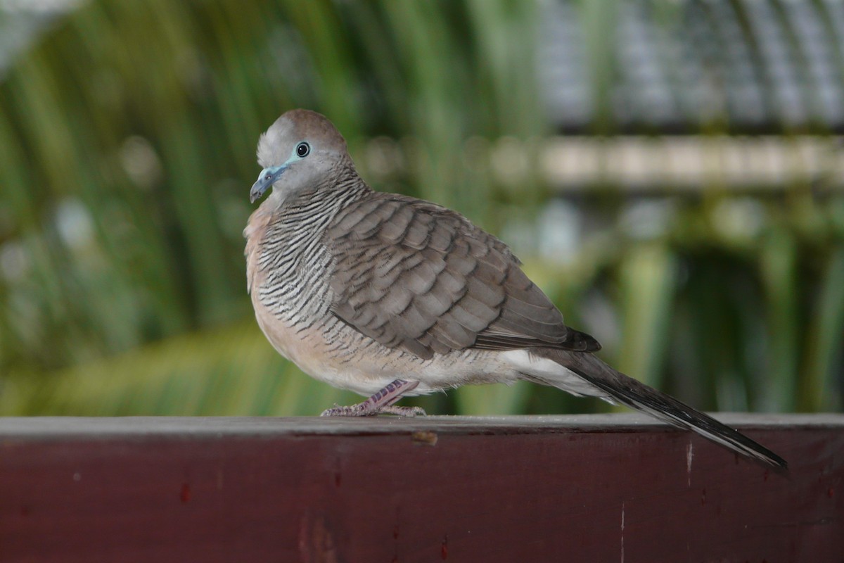 Zebra Dove - ML608695593