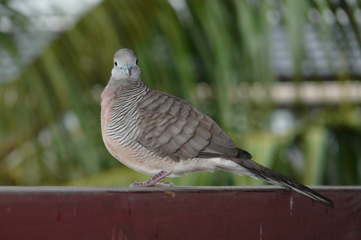 Zebra Dove - ML608695594