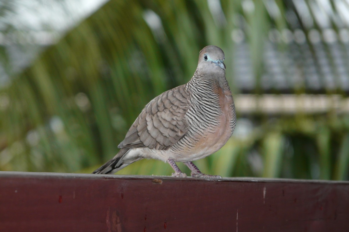 Zebra Dove - ML608695595