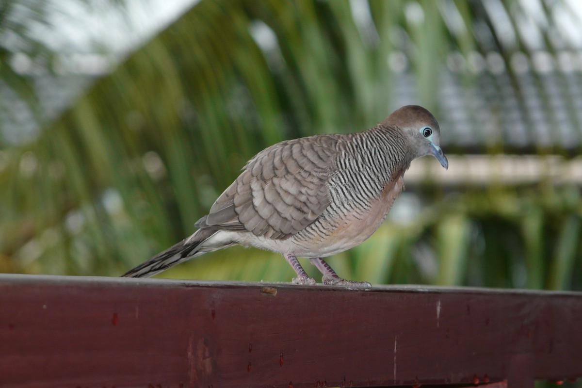 Zebra Dove - ML608695596