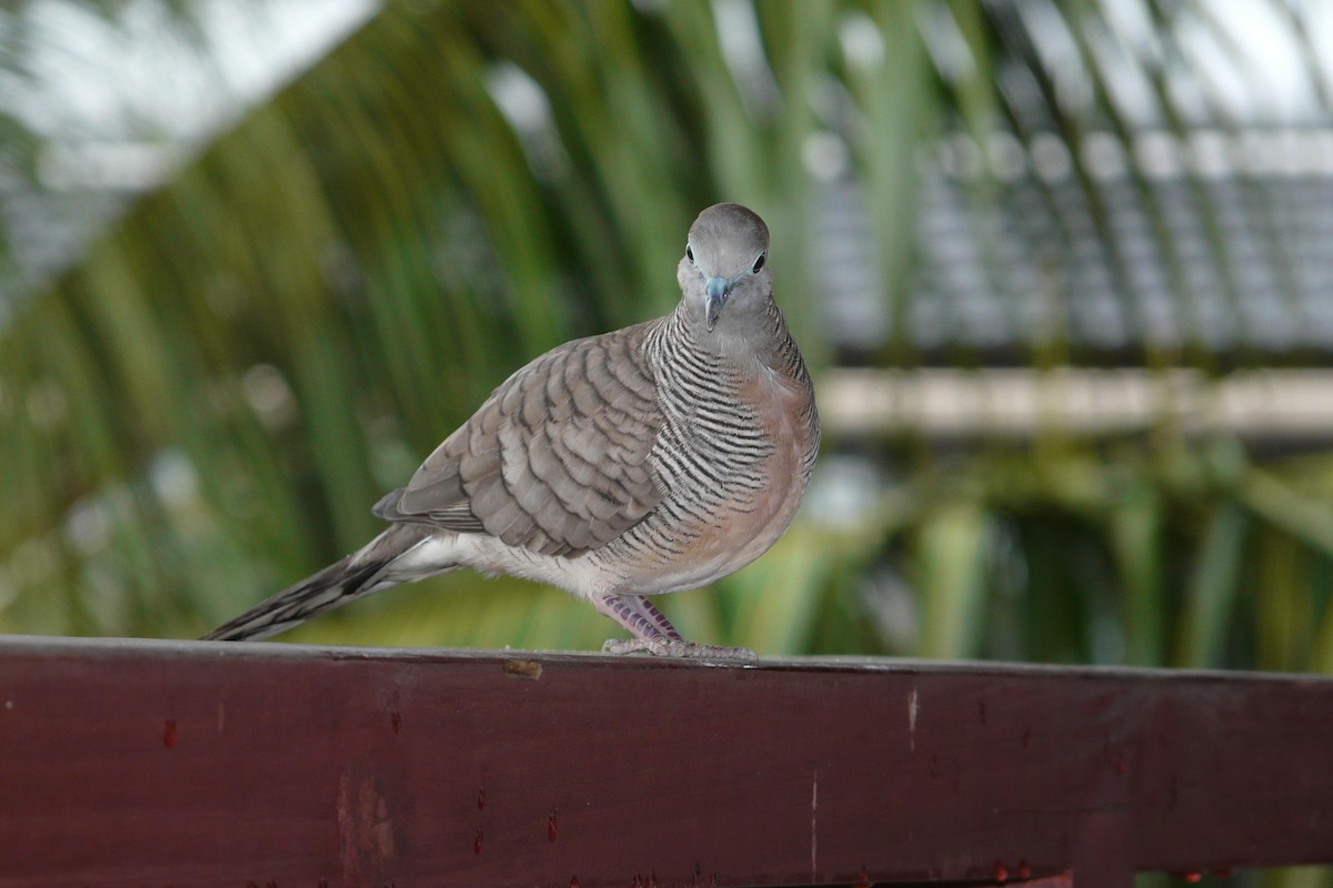 Zebra Dove - ML608695597