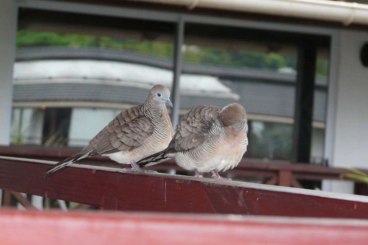 Zebra Dove - ML608695600