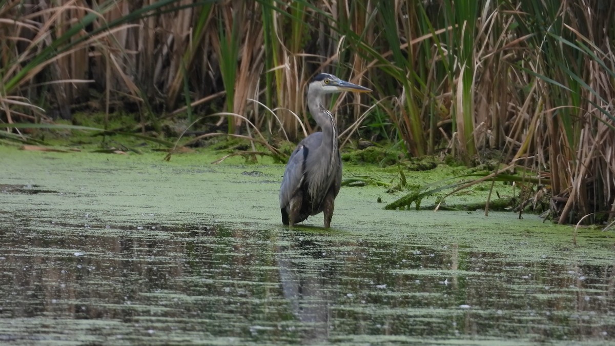 Great Blue Heron - ML608695639