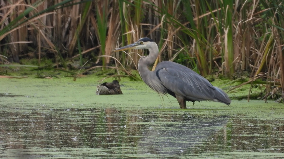 Great Blue Heron - ML608695640