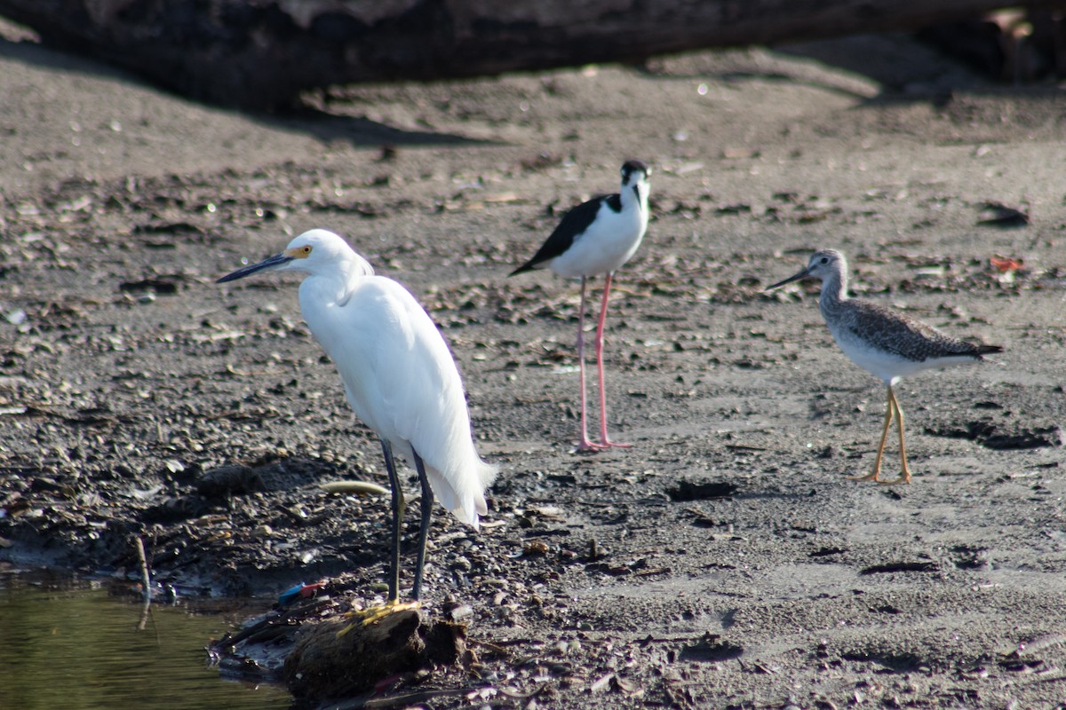 Snowy Egret - ML608695690