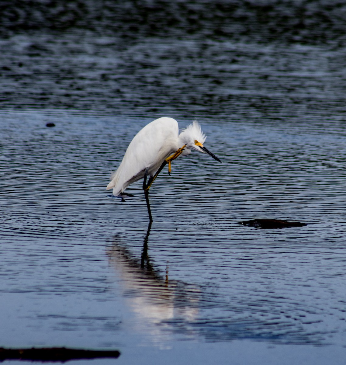 Snowy Egret - ML608695691