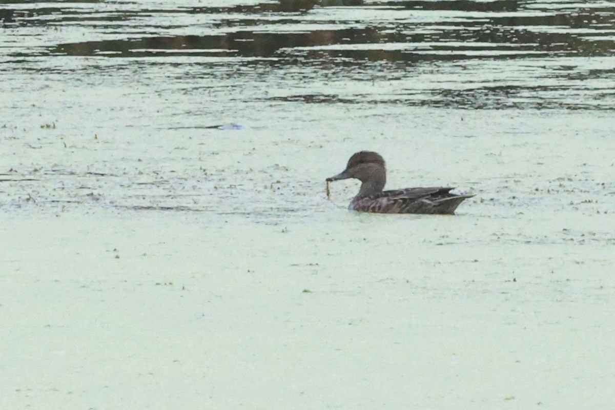 Green-winged Teal - Anonymous