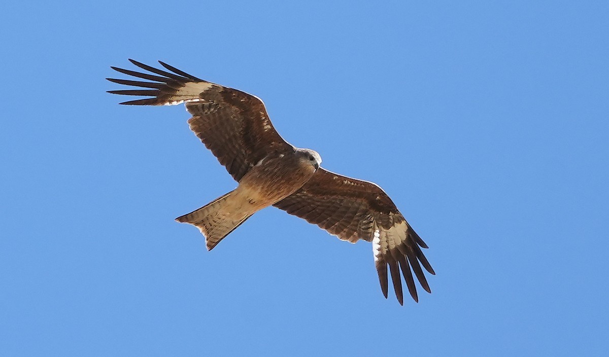 Black Kite (Black-eared) - Guillermo Rodríguez