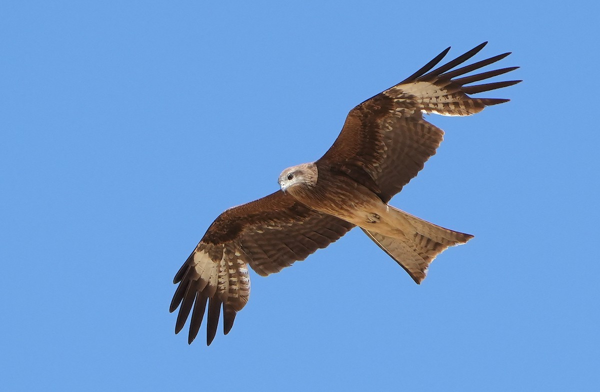 Black Kite (Black-eared) - Guillermo Rodríguez