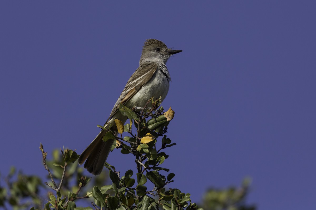 Ash-throated Flycatcher - ML608695911