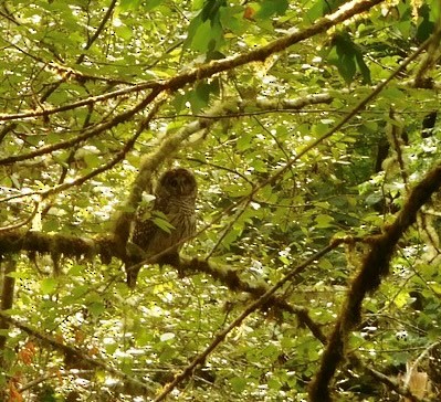 Barred Owl - John Green