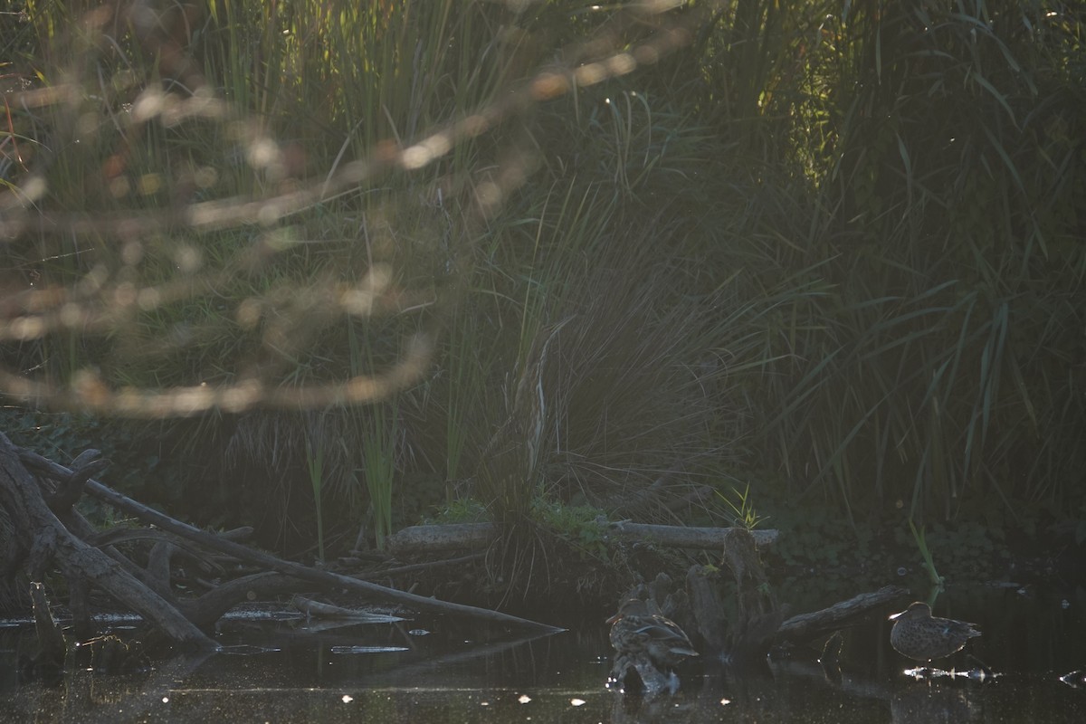 American Bittern - ML608696236