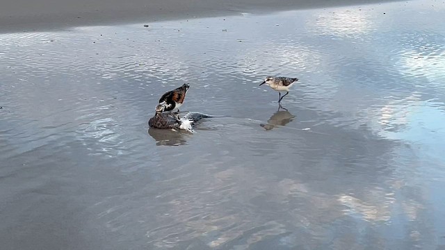 Ruddy Turnstone - ML608696367