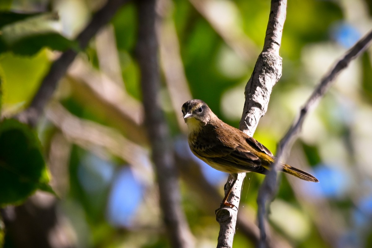 Palm Warbler - Amy Kohlhepp