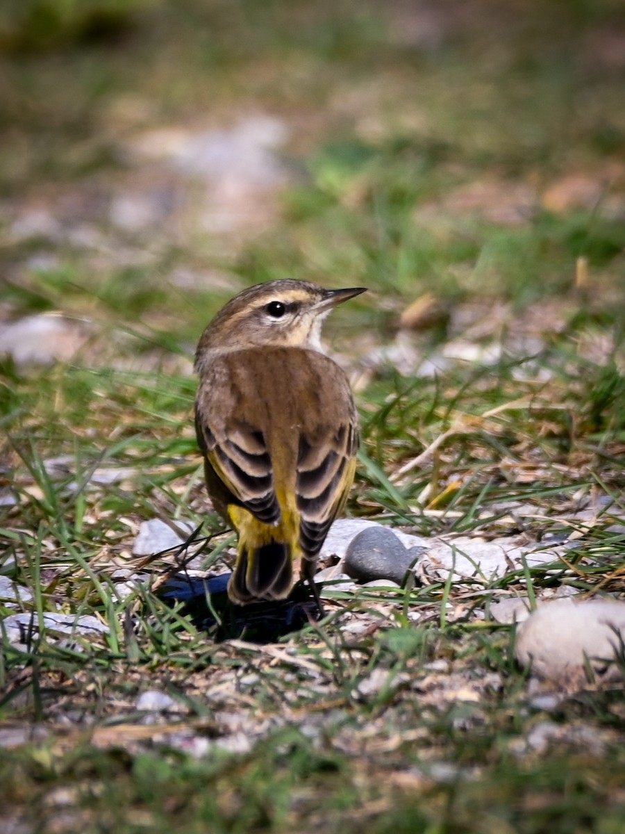 Palm Warbler - Amy Kohlhepp