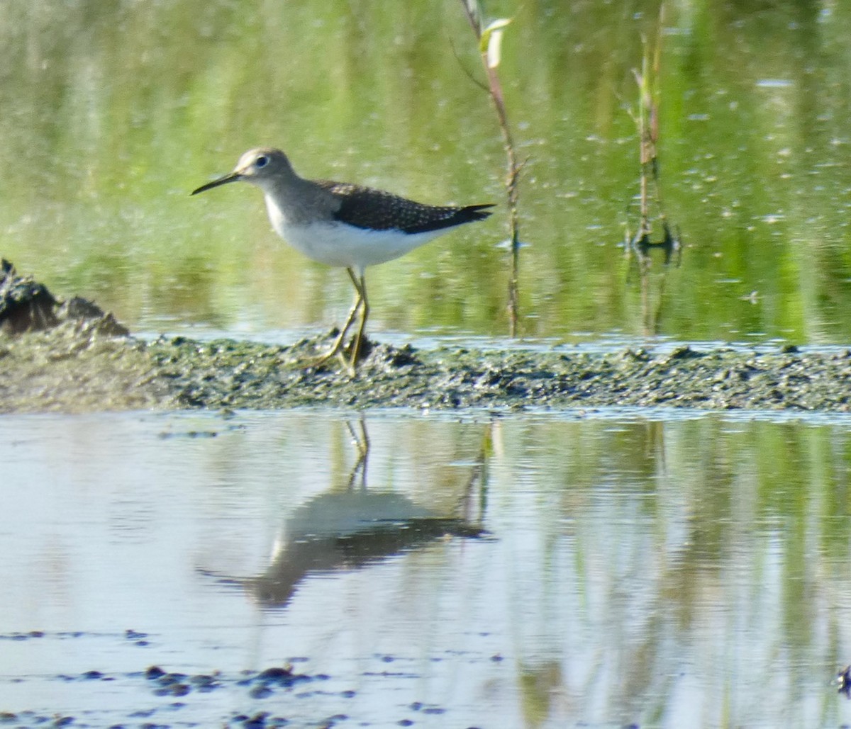 Solitary Sandpiper - ML608696500