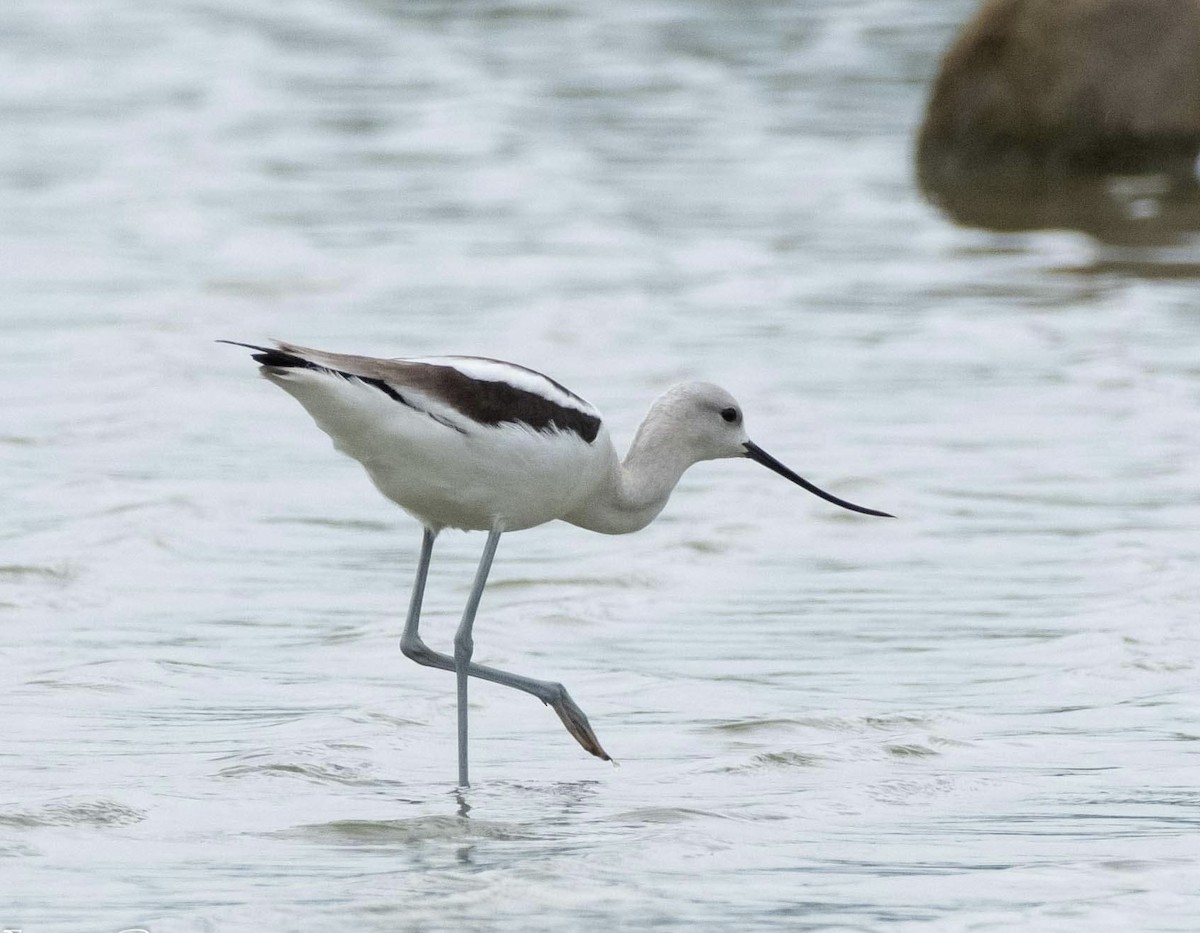 American Avocet - ML608696546