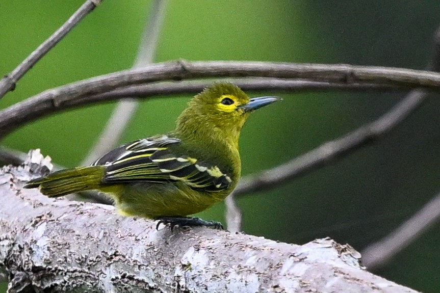 Green Iora - Steve McInnis