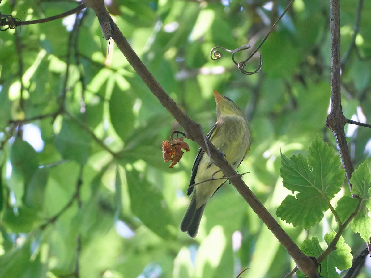 Yellow-bellied Flycatcher - ML608696658