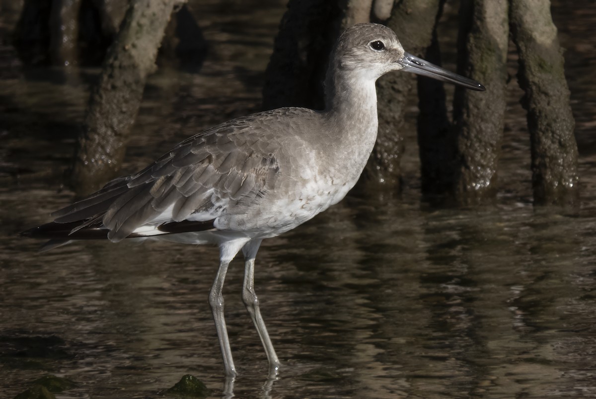 Willet - ML608696668