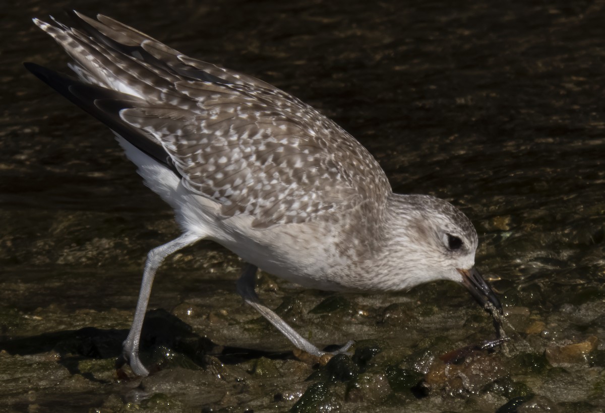 Black-bellied Plover - ML608696677