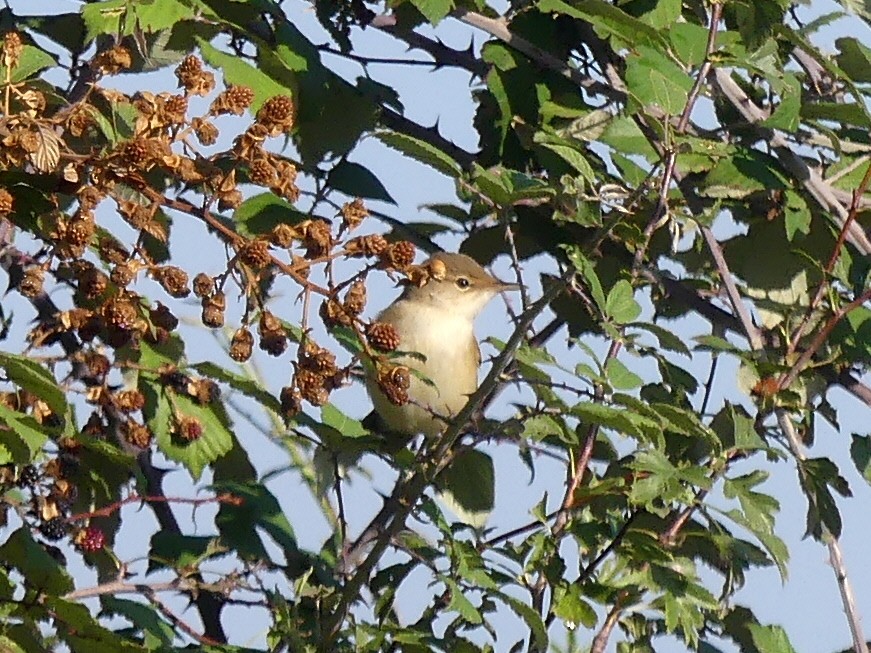 Common Reed Warbler - ML608696754