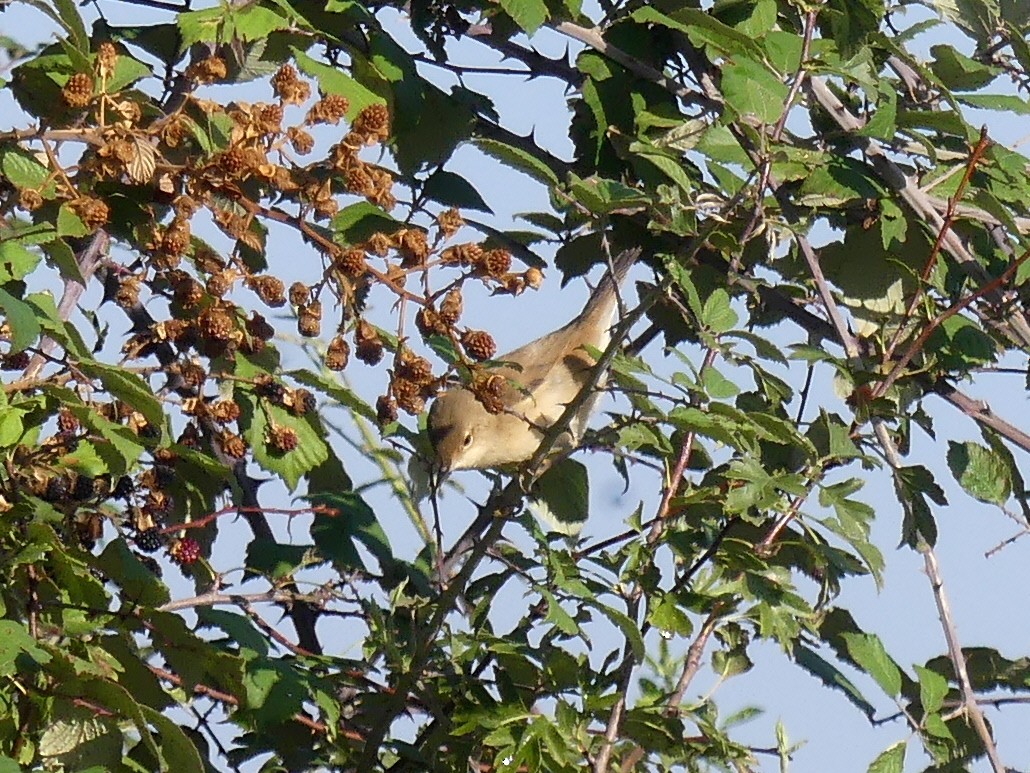 Common Reed Warbler - ML608696755