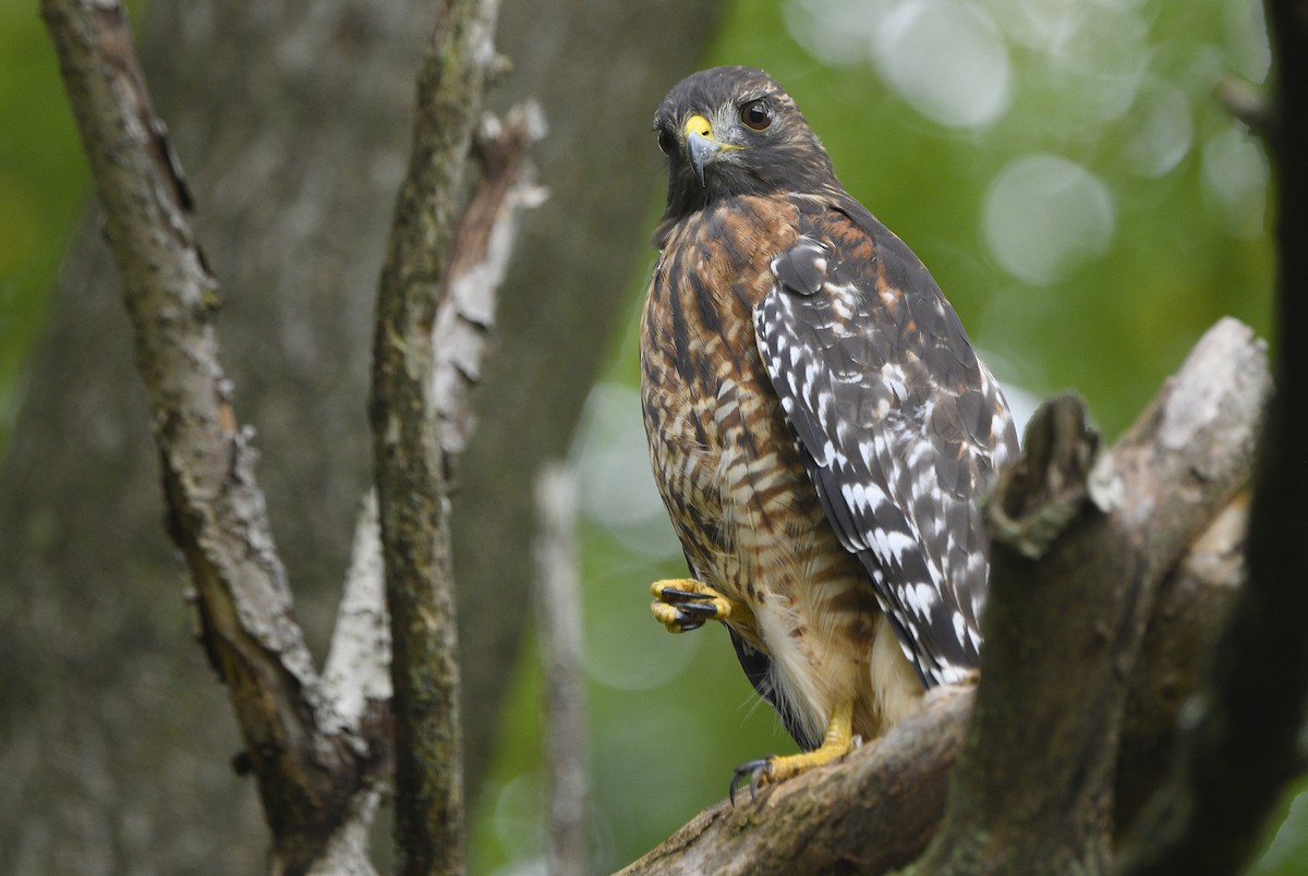 Red-shouldered Hawk - Igor Sokolov