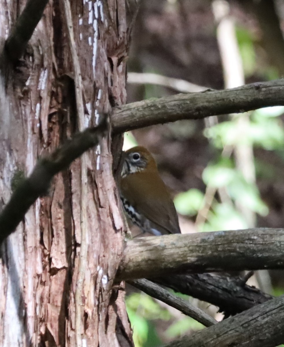 Wood Thrush - ML608696952