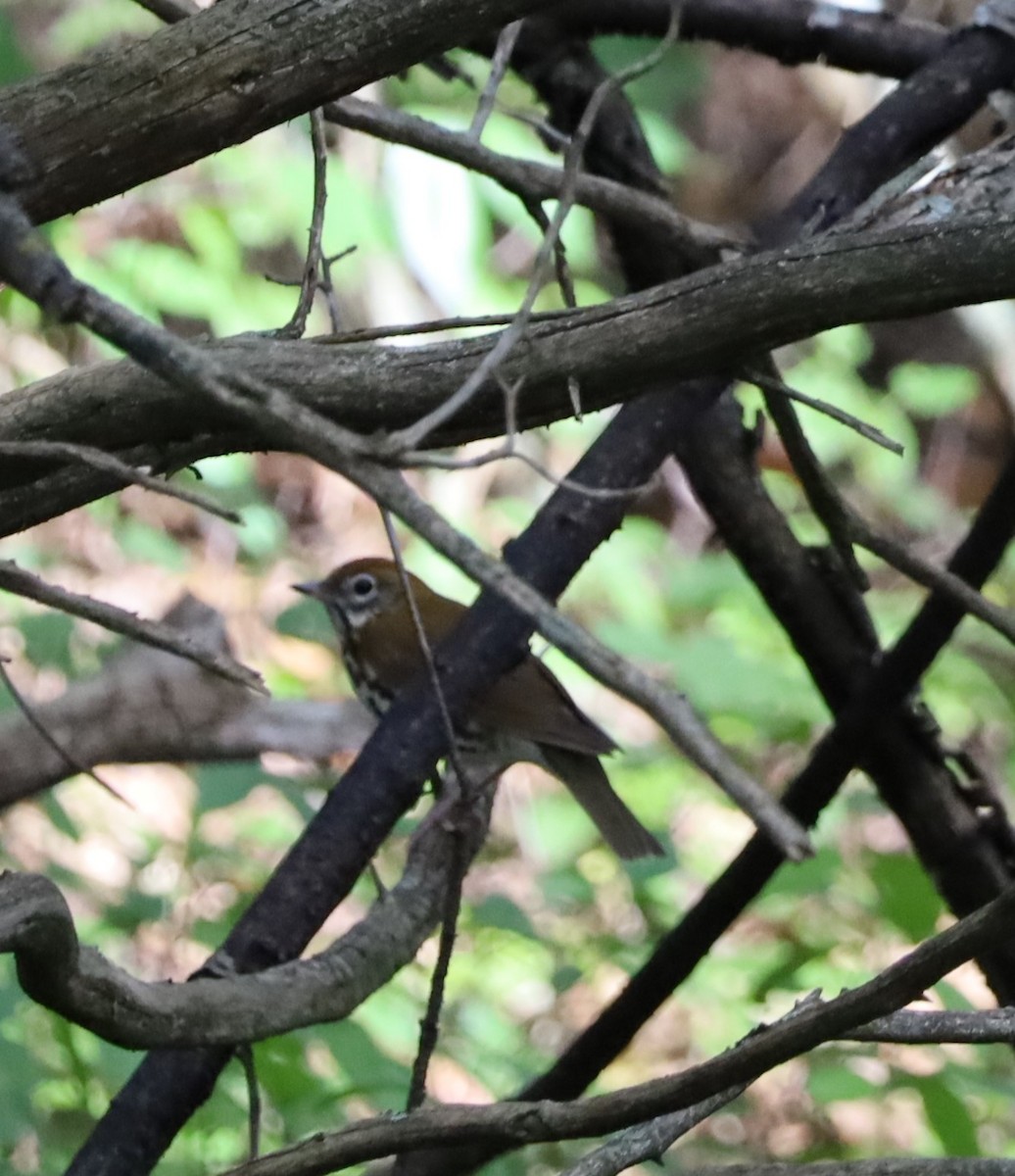 Wood Thrush - ML608696953