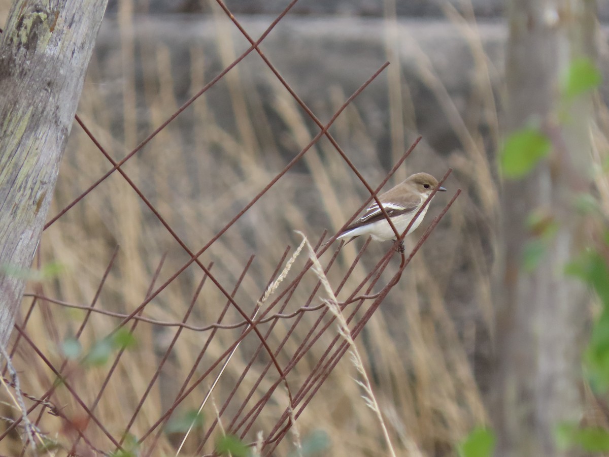 European Pied Flycatcher - ML608697044