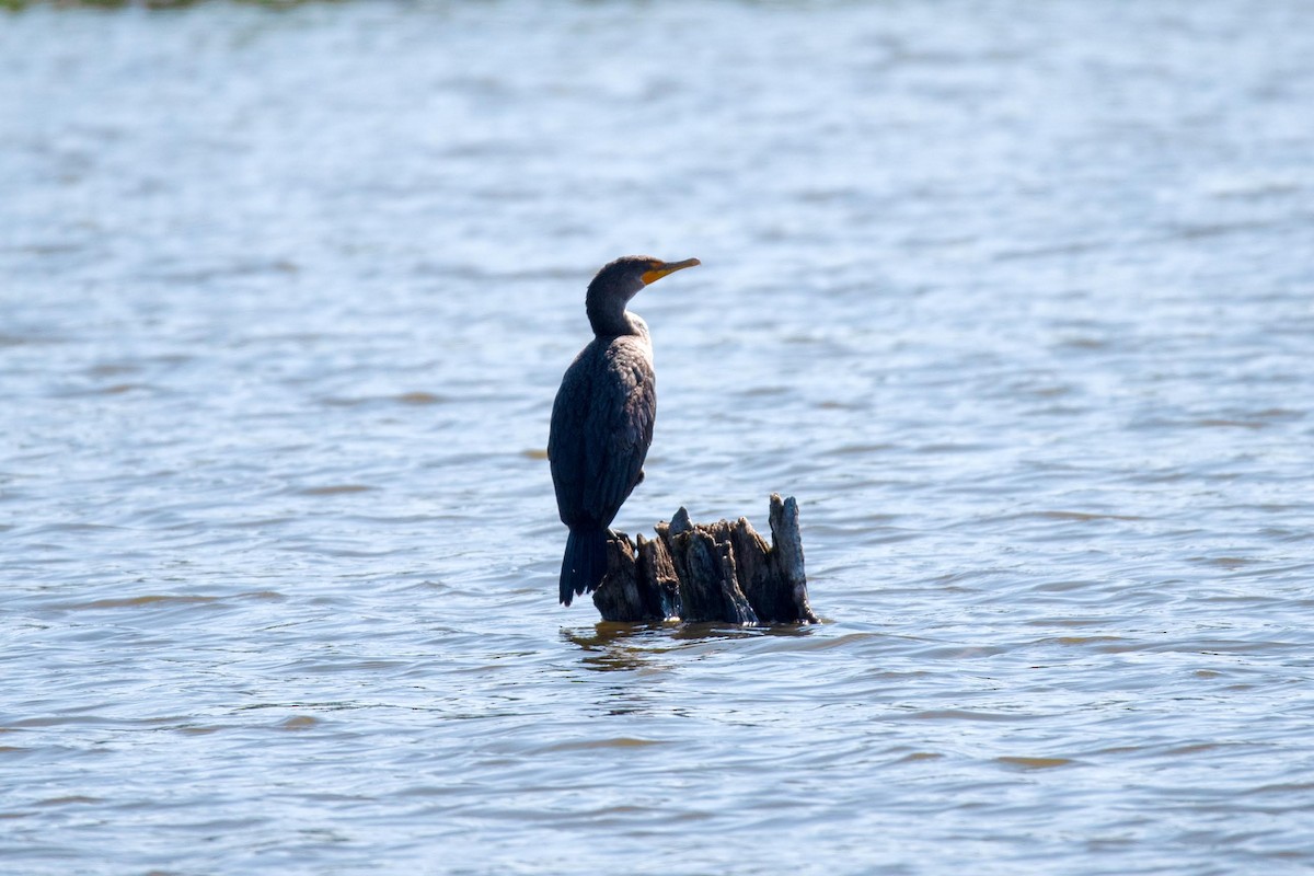 Double-crested Cormorant - ML608697068