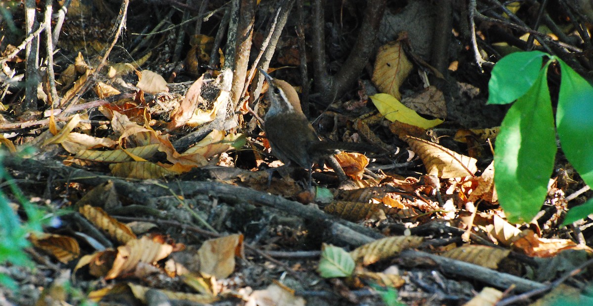 Bewick's Wren - ML608697097