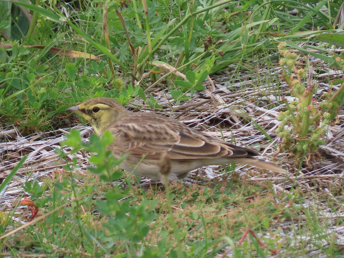 Horned Lark - ML608697127