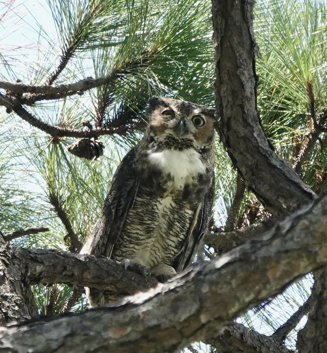 Great Horned Owl - ML608697132