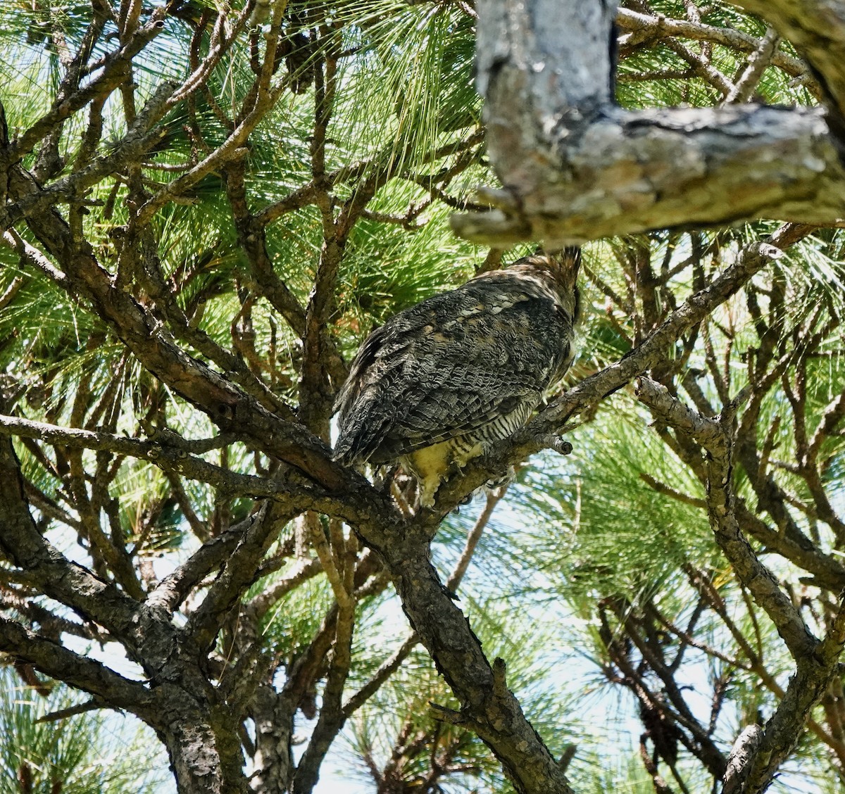 Great Horned Owl - ML608697146