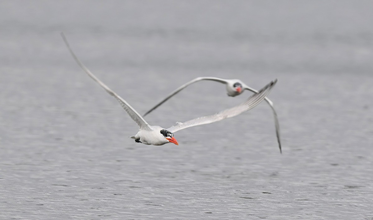 Caspian Tern - ML608697187