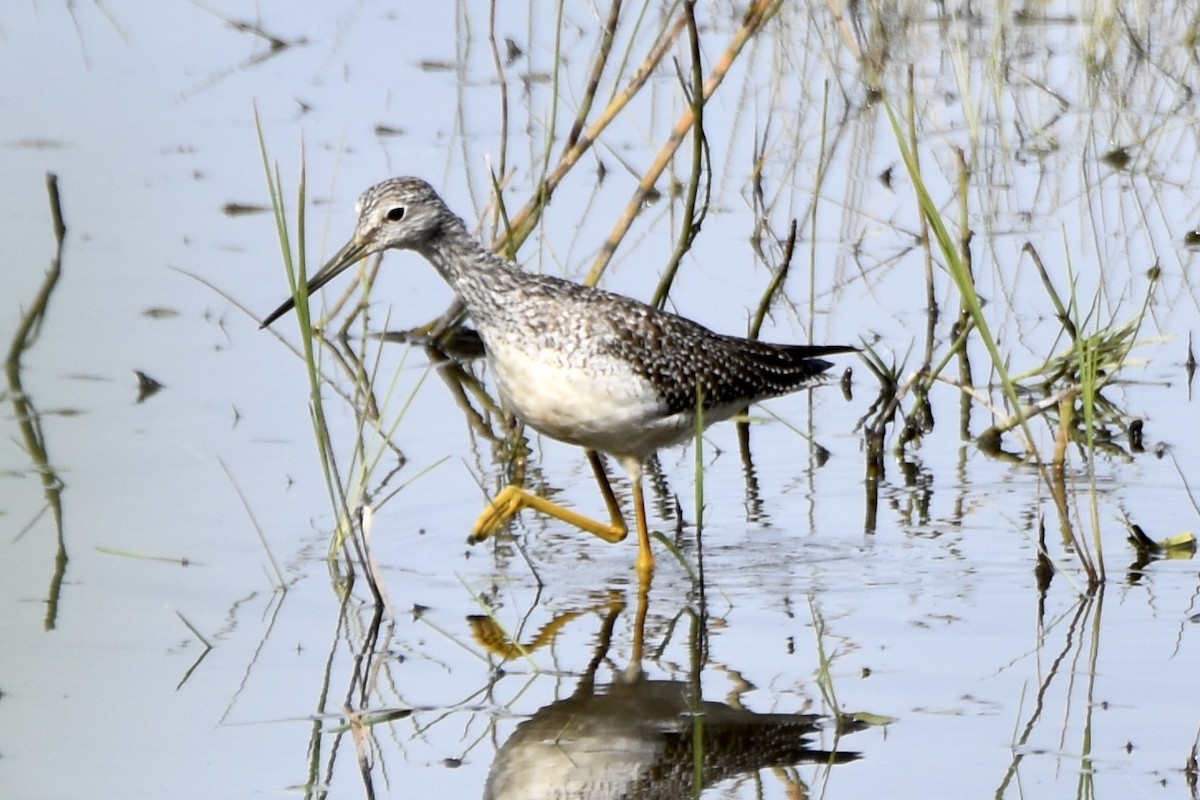 Greater Yellowlegs - ML608697265