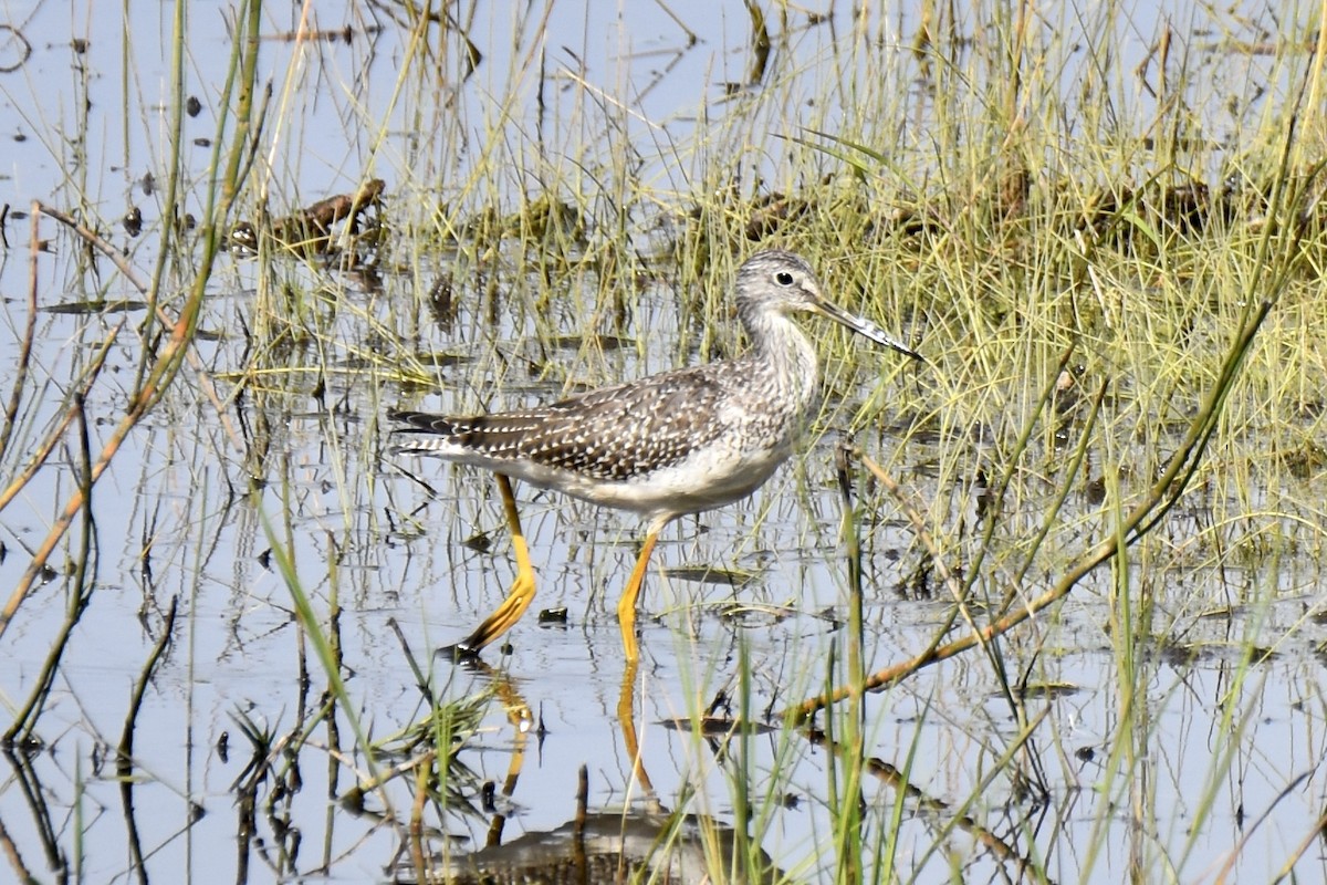 Greater Yellowlegs - ML608697268