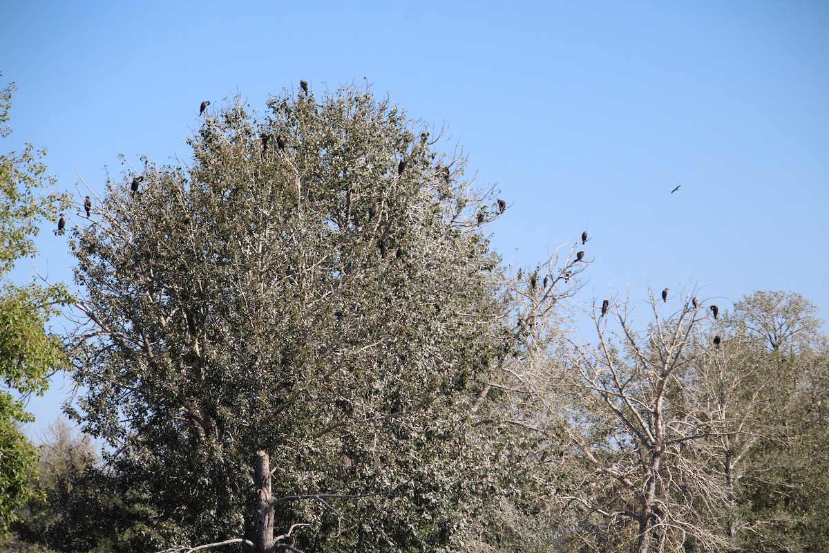 Double-crested Cormorant - Elaine Cassidy