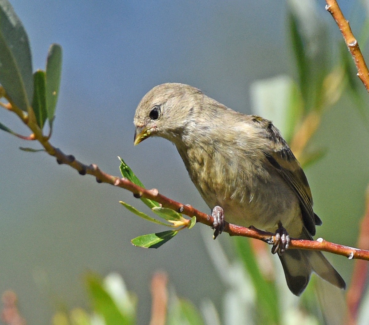 Lawrence's Goldfinch - ML608697367