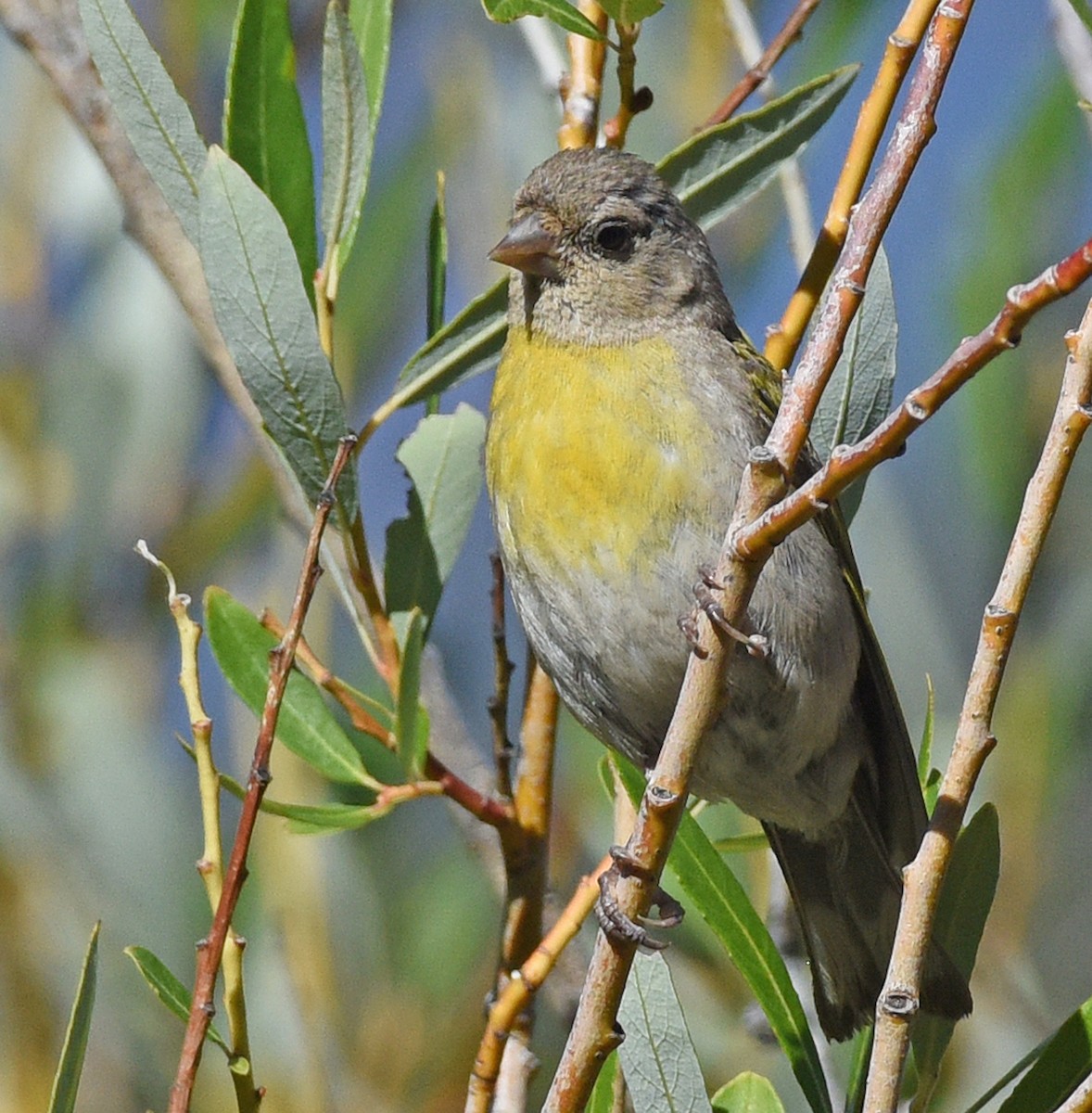 Lawrence's Goldfinch - ML608697369